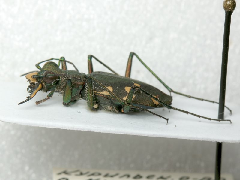 Cicindelinae